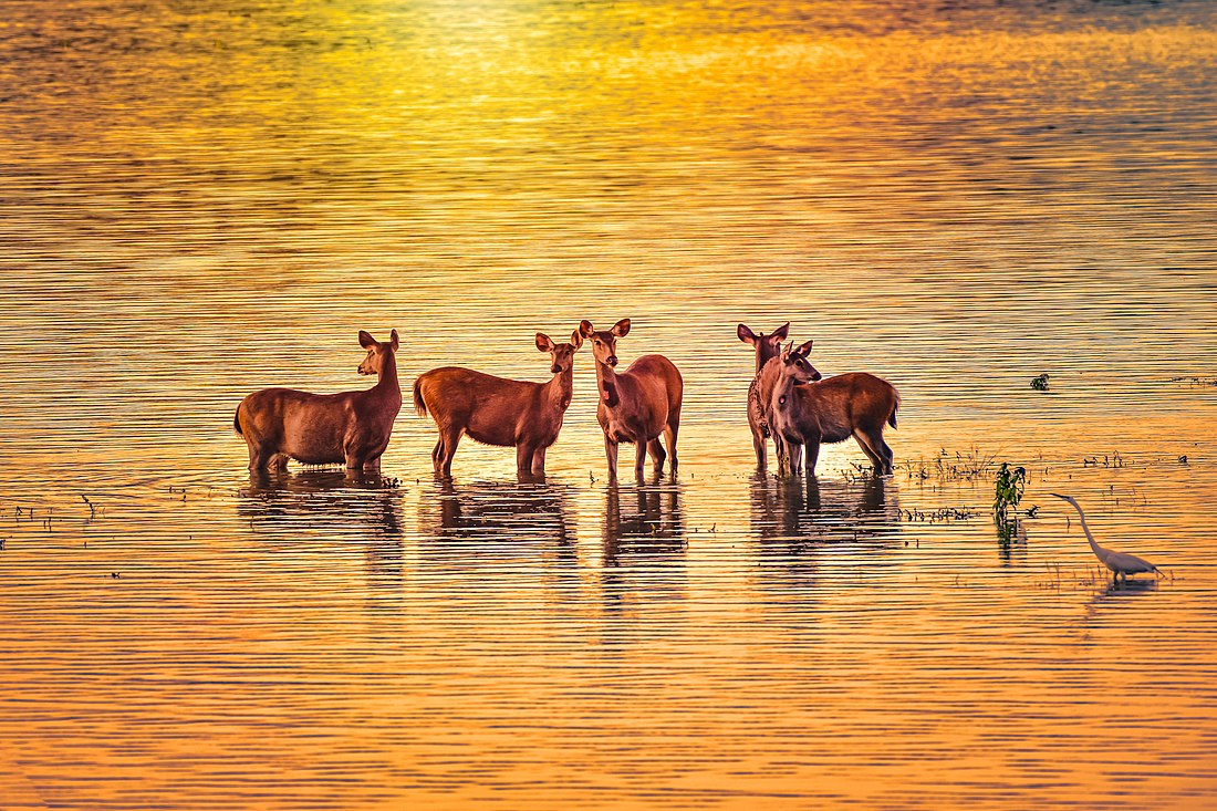 Wildlife Safari